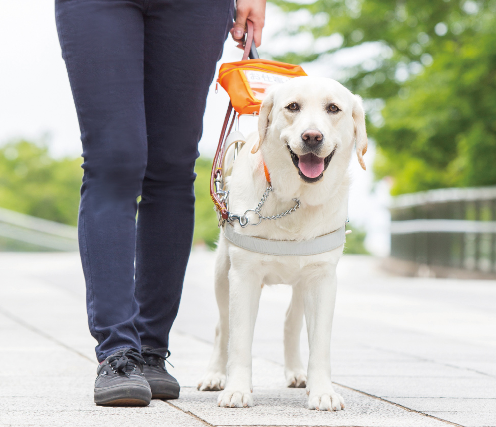 Supporting the Training of Guide Dogs